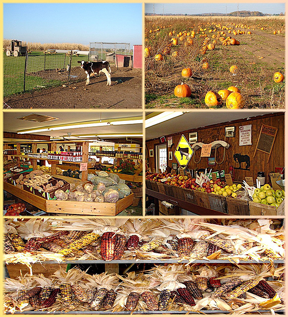 Windy Acres Farms 3810 Middle Country Road, Calverton NY * 631.727.4554